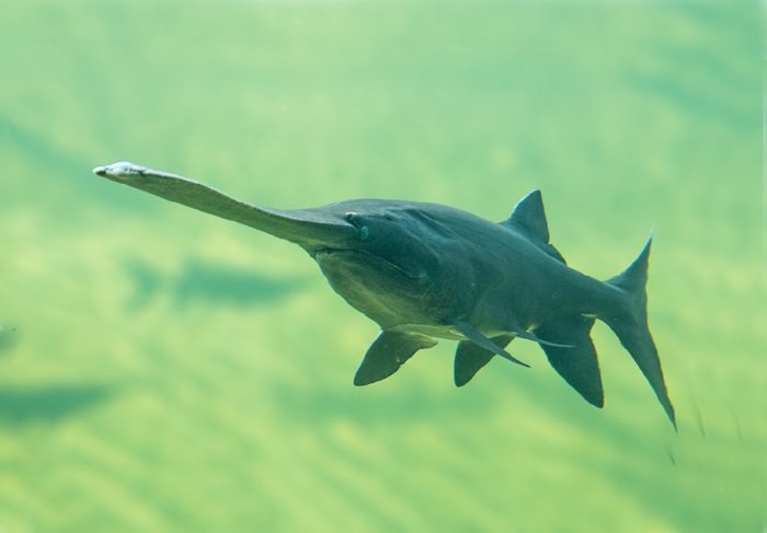 Fotka paddlefish