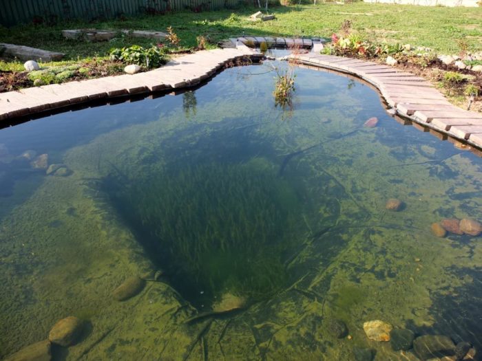 fish pond photo