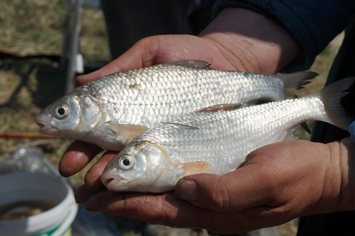  where is it found and what does the fish look like? photo