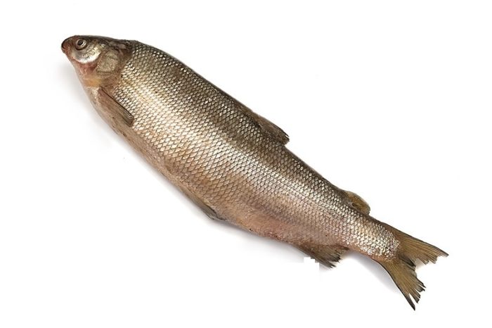 larawan ng whitefish