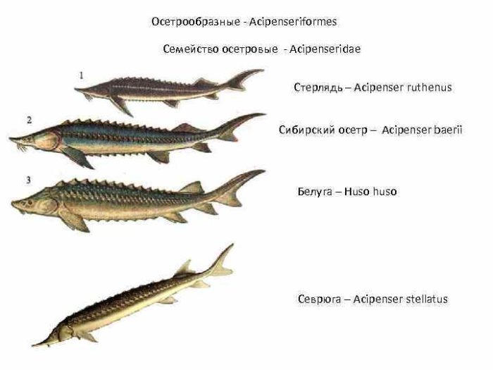 Fotografie seznamu ryb z rodiny jeseterů