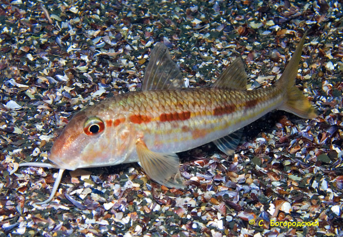  live mullet fish