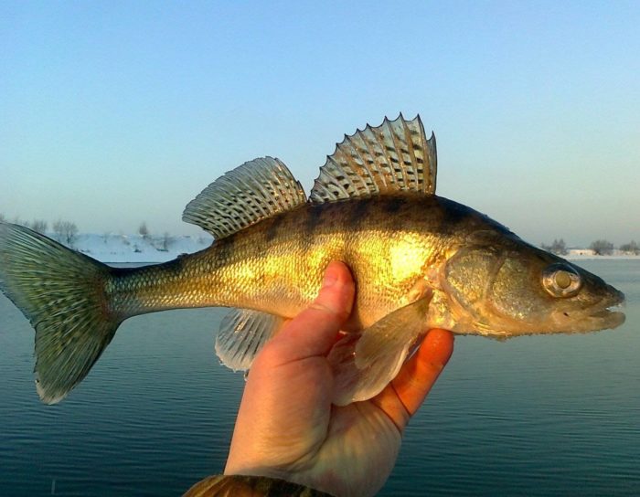 Beskrivelse af bersh fisk foto