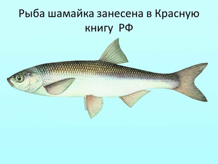 Description of the royal fish shamaika in the Russian Federation