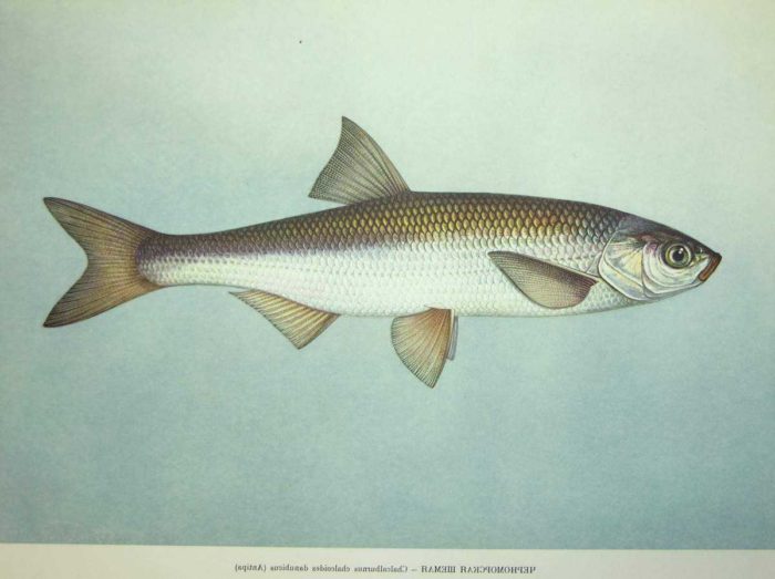 Popis fotografie královské ryby šamaika