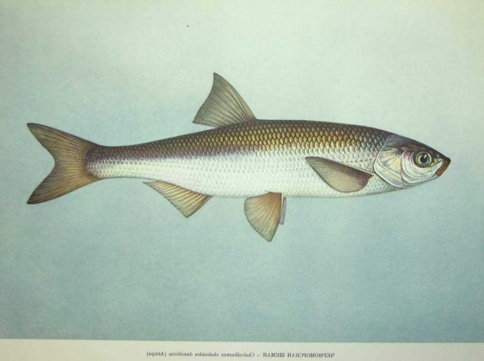 Description of the royal fish shamaika photo