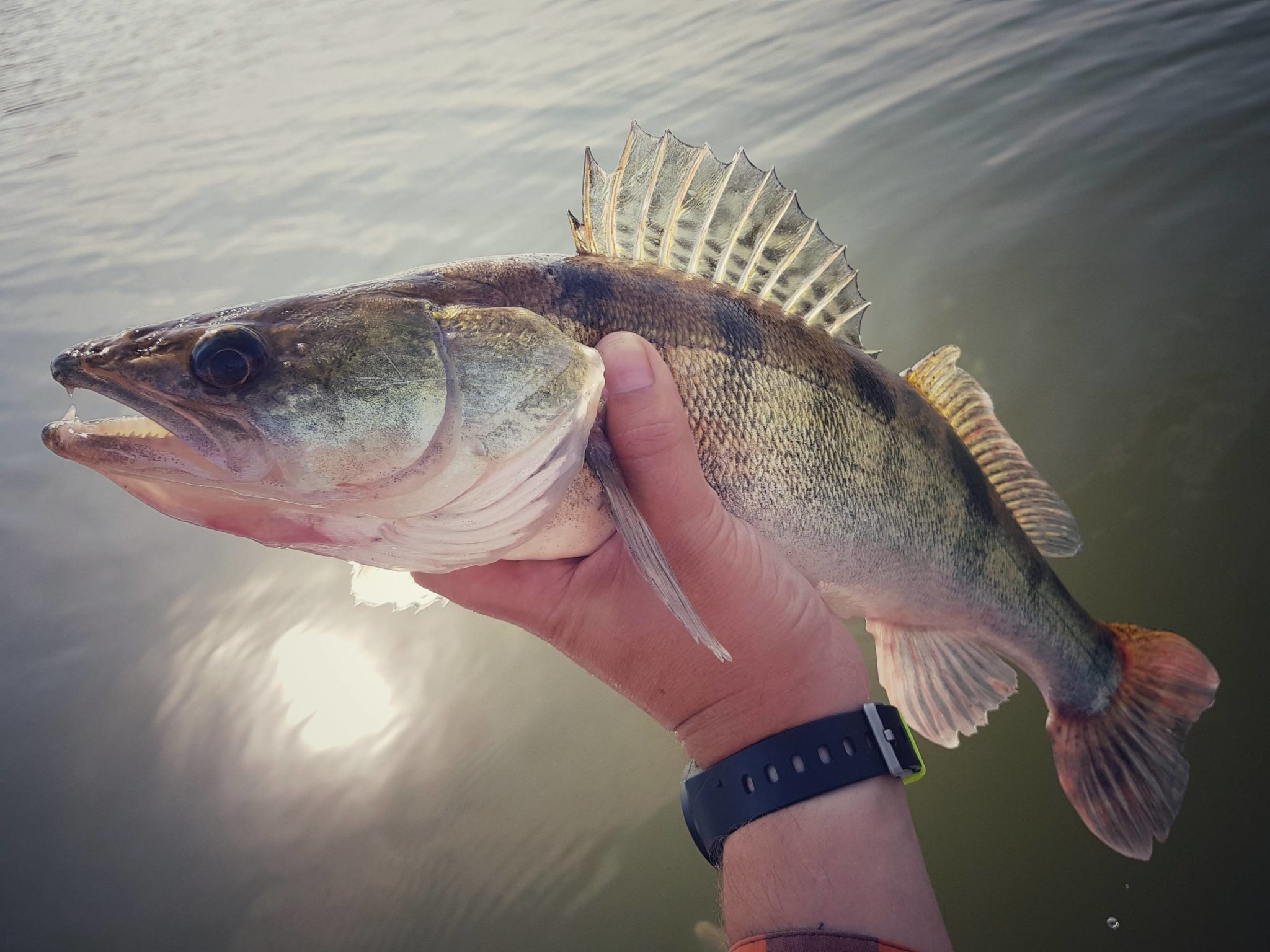 Bersh fish: description, what it looks like and where it lives ...