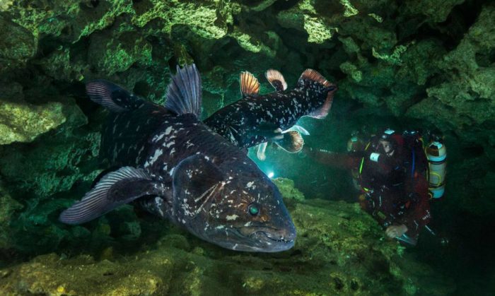 fotografie ryby coelacanth