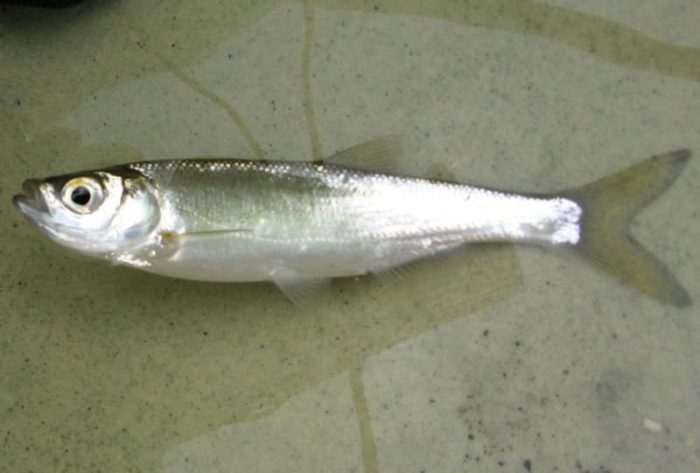 Popis královské ryby šamaika