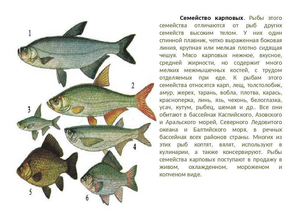 Karpu dzimtas zivis: saraksts un šķirnes, apraksti un īpašības