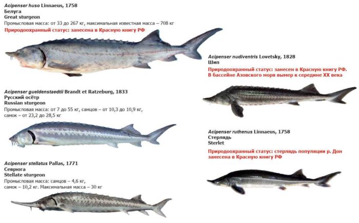 Seznam ryb z čeledi jeseterovitých