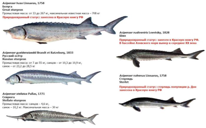 Llista de peixos de la família dels esturions