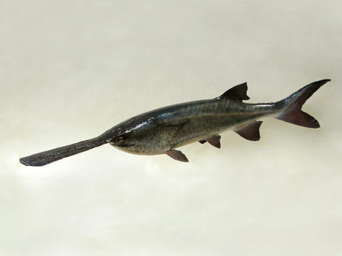 Fotka paddlefish