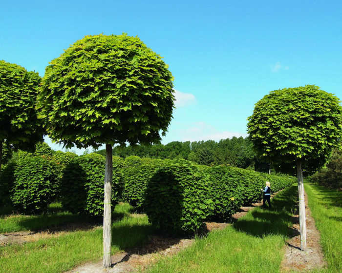 Foto globosum dell'acero norvegese