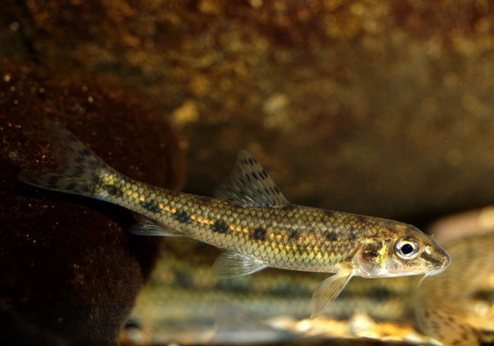 ψάρι gudgeon στο νερό