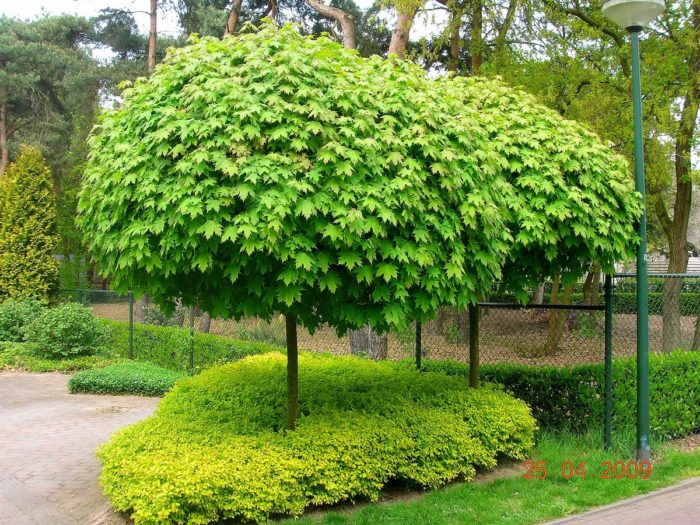 النرويج القيقب globosum الصورة