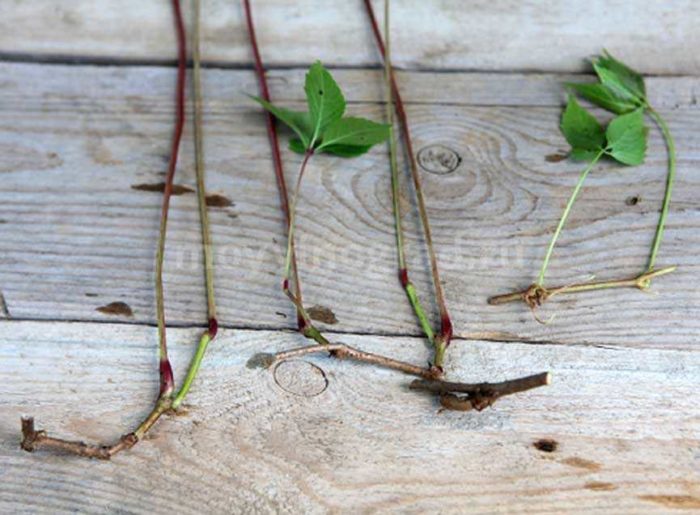 propagate wild maiden grapes