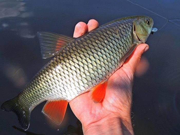 chub fisk i hånden