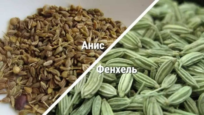 difference between anise and fennel