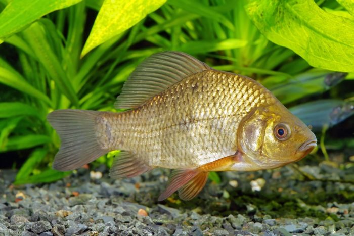 foto ikan mas crucian