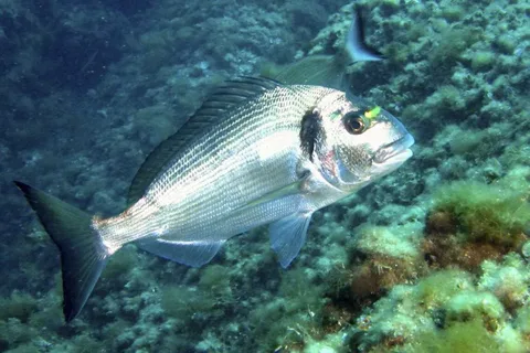 Goldfisch im Wasser