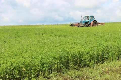 Momento de cosechar alfalfa para heno.