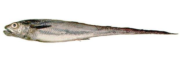 isda ng hoki