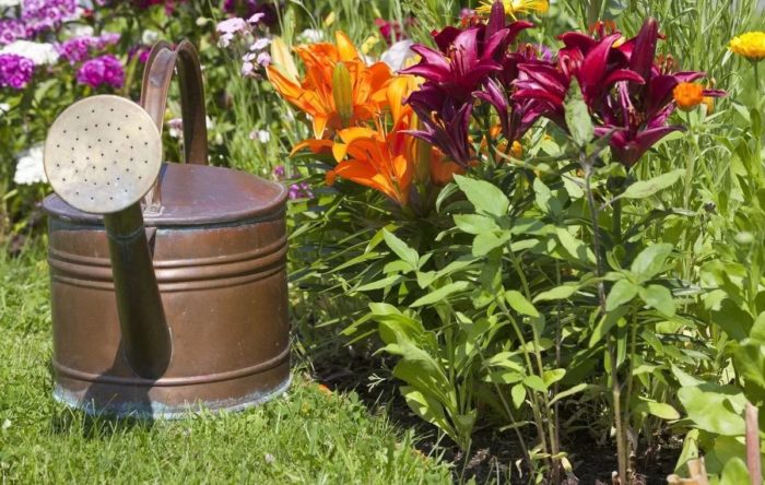 À quelle fréquence faut-il arroser les lys ? 