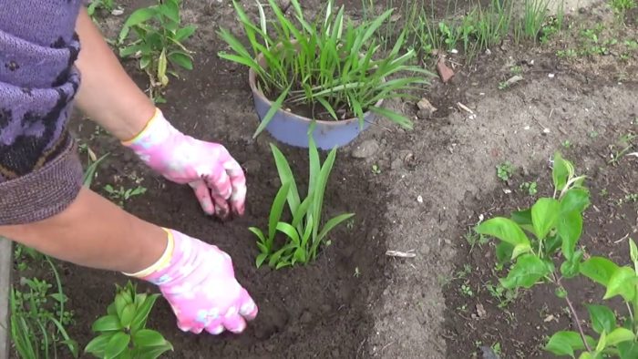 Wie oft sollten Lilien gegossen werden? 