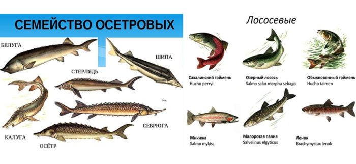 Fotografie seznamu ryb z rodiny jeseterů