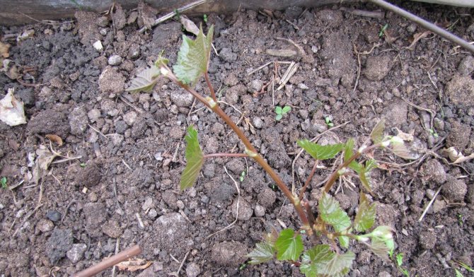 photo de raisins de jeune fille sauvage