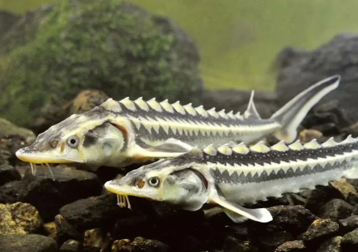 Larawan ng Russian sturgeon