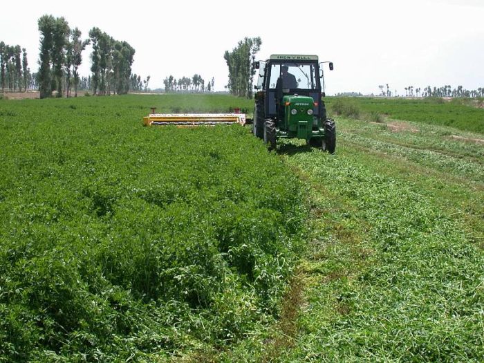 Momento de cosechar alfalfa para heno.