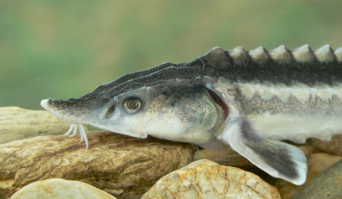 Larawan ng Russian sturgeon