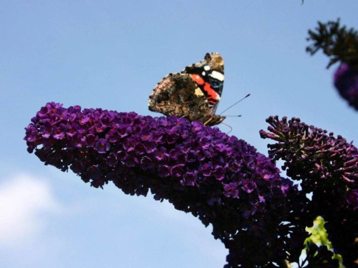 Buddleya David Černý rytíř