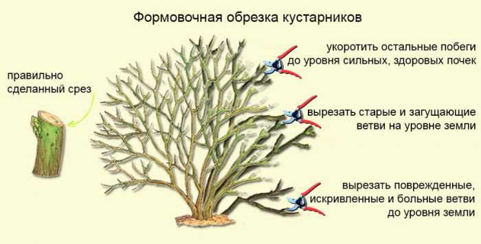 cắt tỉa bụi cây cinquefoil (trà Kuril): mùa thu, mùa xuân, cách thức và thời điểm cắt tỉa ảnh