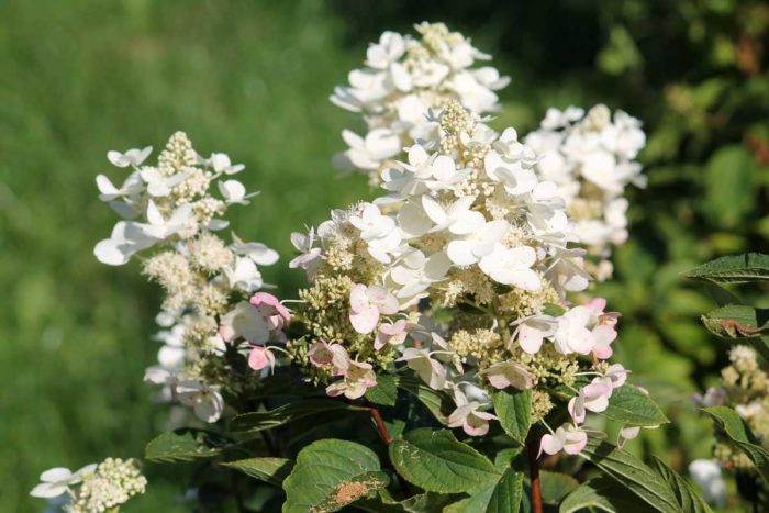 paniculate hortenzie Tardiva