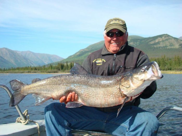 Top 25 des variétés et races de poissons rouges, où ils vivent et à quoi ils ressemblent