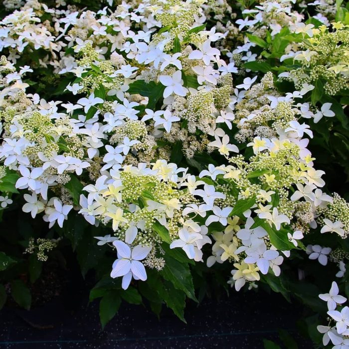 Hortensia paniculata Lumière des étoiles magique