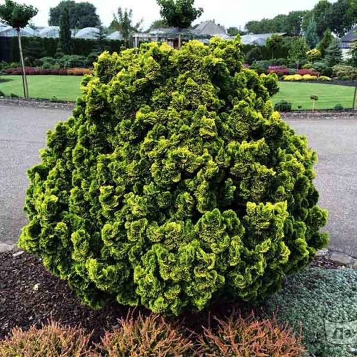 Top 12 varieties of blunt-leaved cypress with names and characteristics