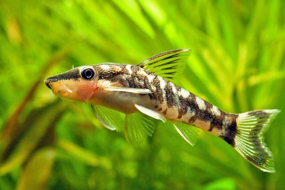 Types de poissonschats qu'estce qu'ils sont, descriptions du top 15 — free download