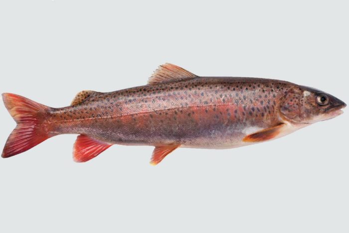 Top 25 odrůd a plemen červených ryb, kde žijí a jak vypadají