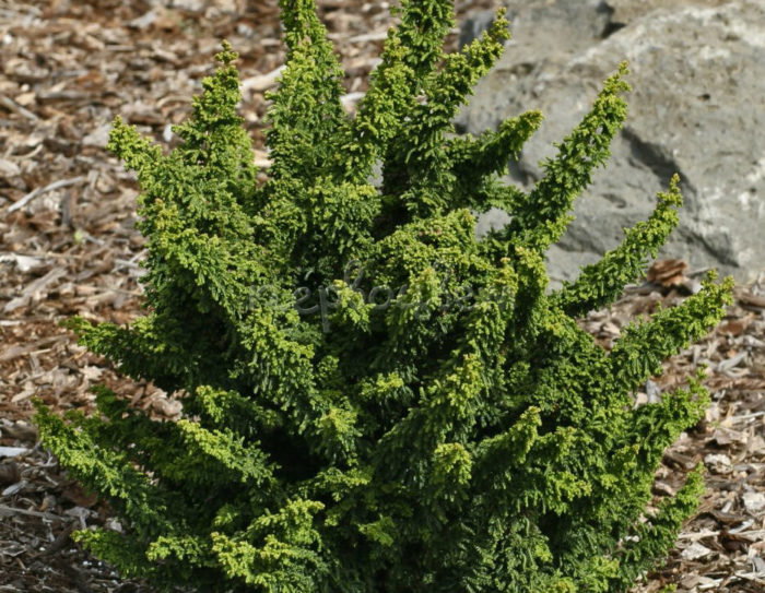 Top 12 varieties of blunt-leaved cypress with names and characteristics