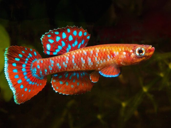 Top 20 most beautiful fish in the world, their descriptions and characteristics