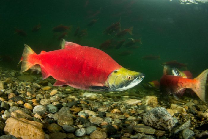 Top 25 varieties and breeds of red fish, where they live and what they look like