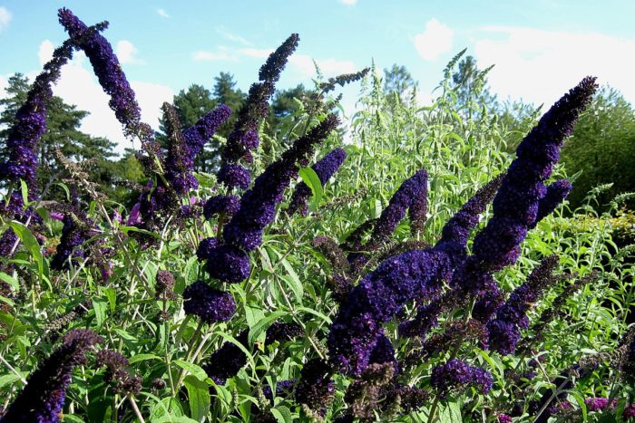 buddleya david musta ritari valokuva