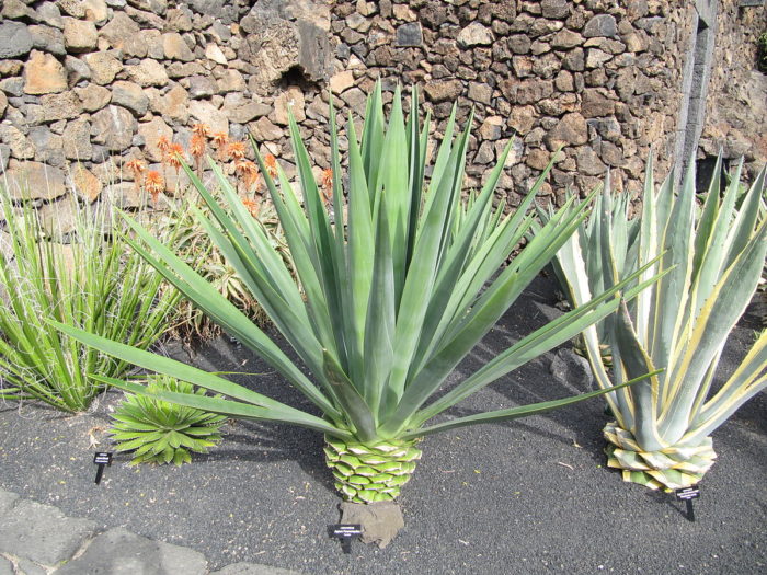 fleurs de la famille des agaves