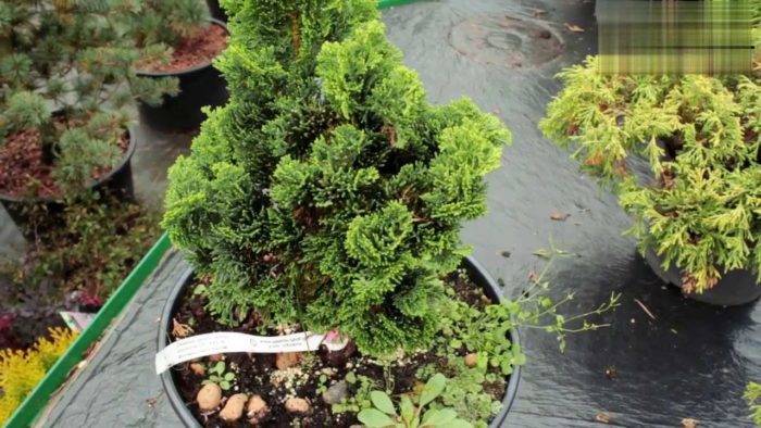 Top 12 varieties of blunt-leaved cypress with names and characteristics