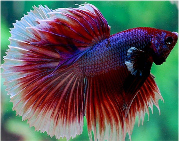 Top 20 most beautiful fish in the world, their descriptions and characteristics