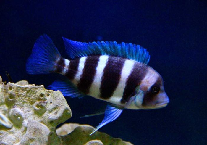 Top 20 most beautiful fish in the world, their descriptions and characteristics